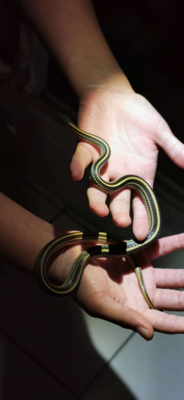 Image of Baird's Patchnose Snake