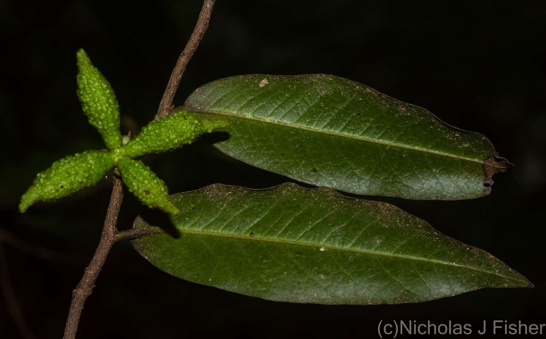 Imagem de Meiogyne stenopetala (F. Muell.) Heusden