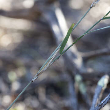 صورة Austrostipa platychaeta (Hughes) S. W. L. Jacobs & J. Everett