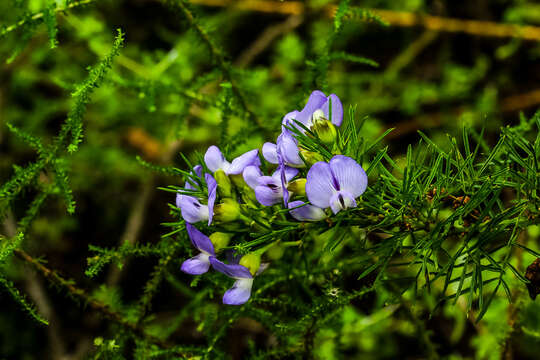 Plancia ëd Psoralea glabra E. Mey.