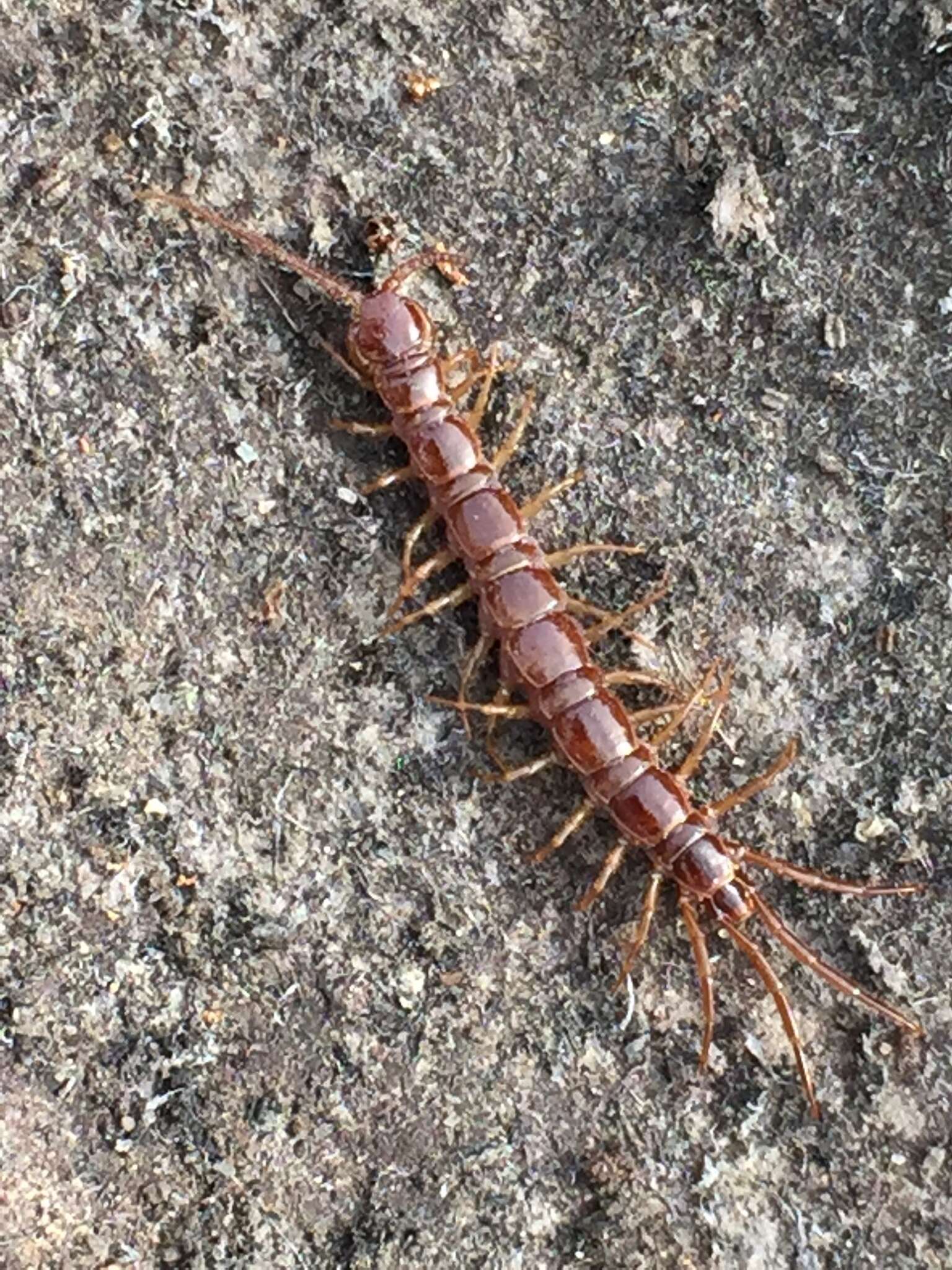 Image of Common centipede