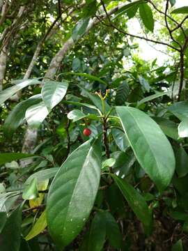 Image of Psychotria asiatica L.