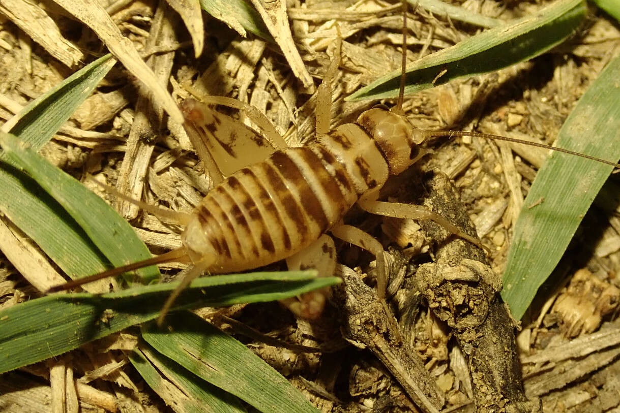 Image of Gryllomorpha (Gryllomorphella) uclensis Pantel 1890