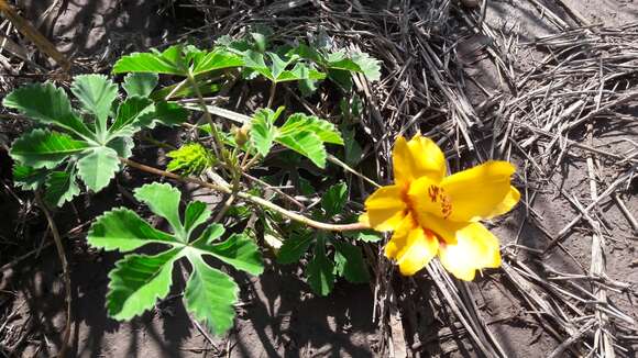 Imagem de Cochlospermum wrightii (A. Gray) Byng & Christenh.