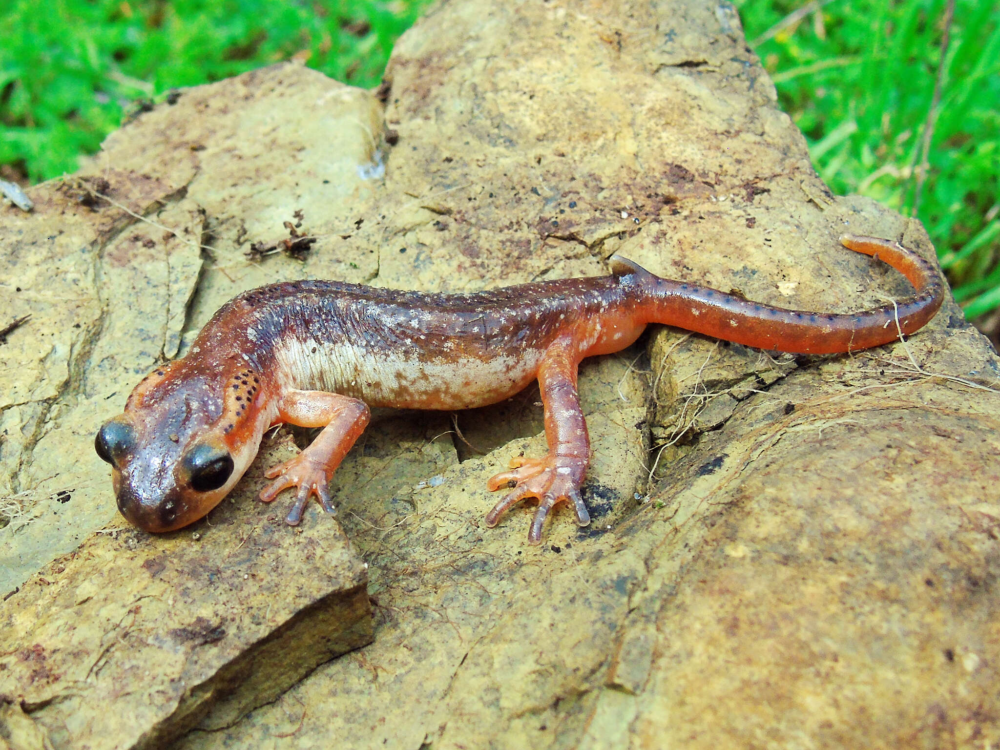 Image of Bay Lycian Salamander