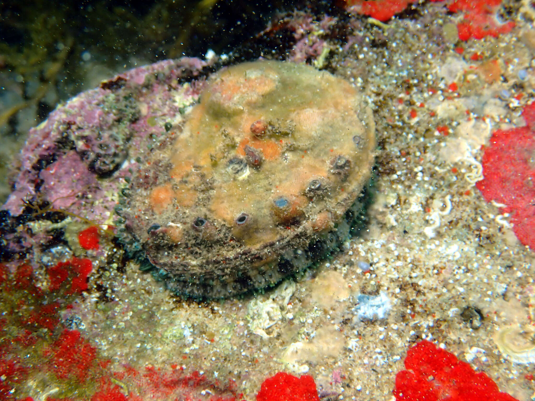 Image of staircase abalone