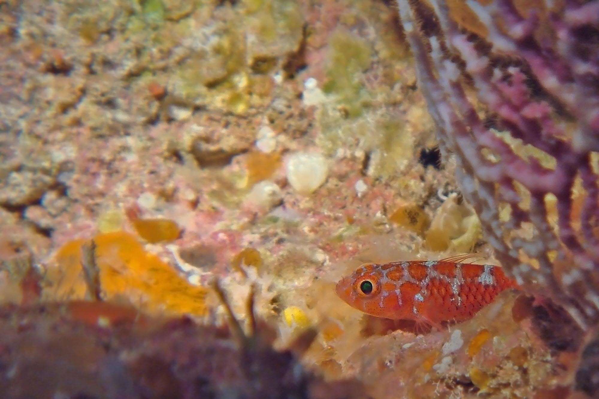 Image of Lantana dwarfgoby