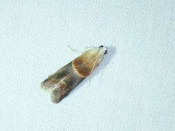 Image of Walnut Shoot Moth