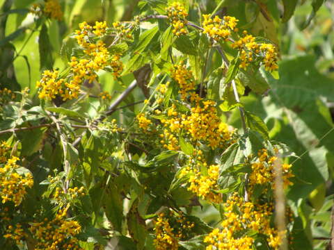 Image of Calea urticifolia (Mill.) DC.