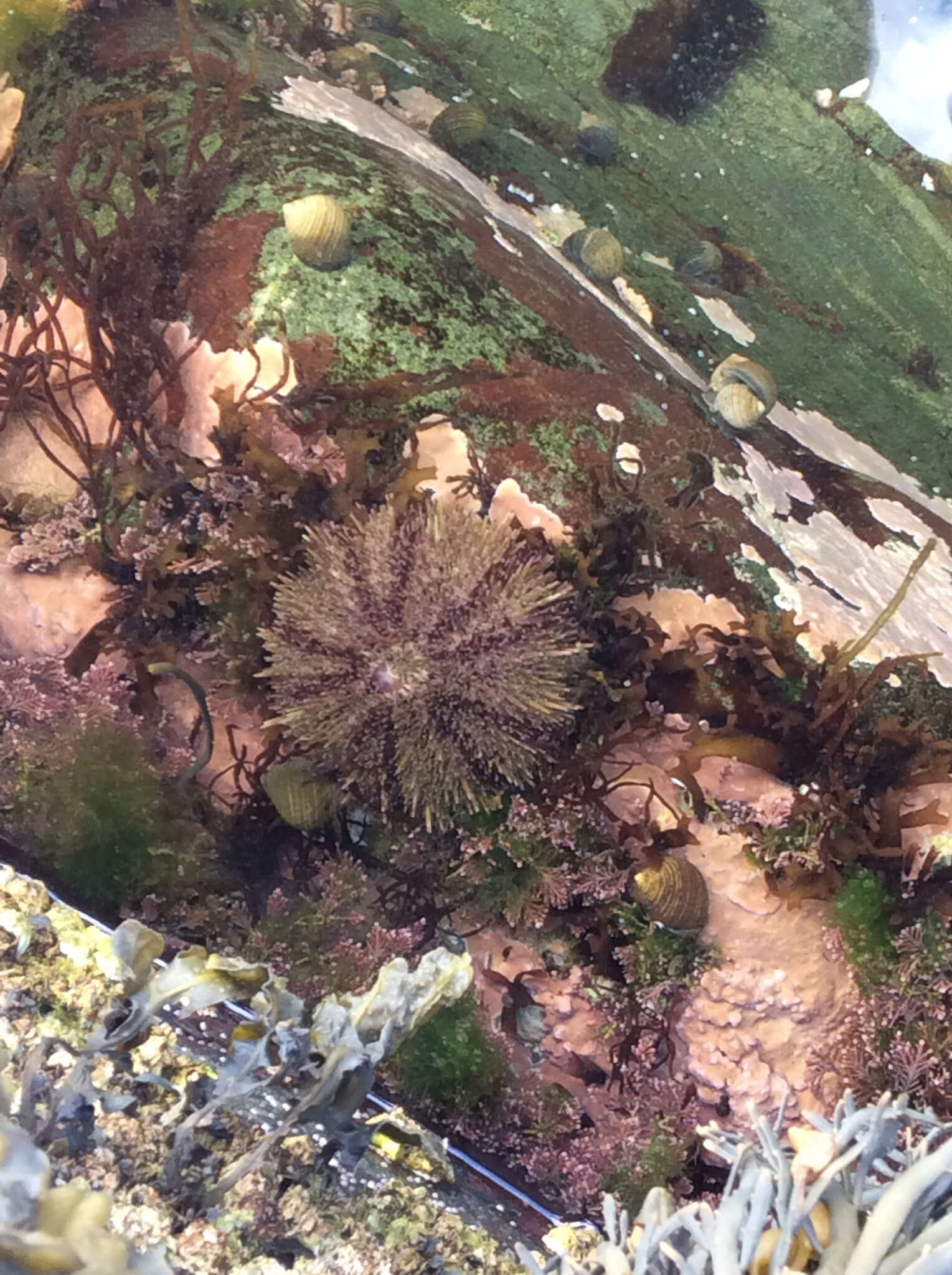 Image of green sea urchin