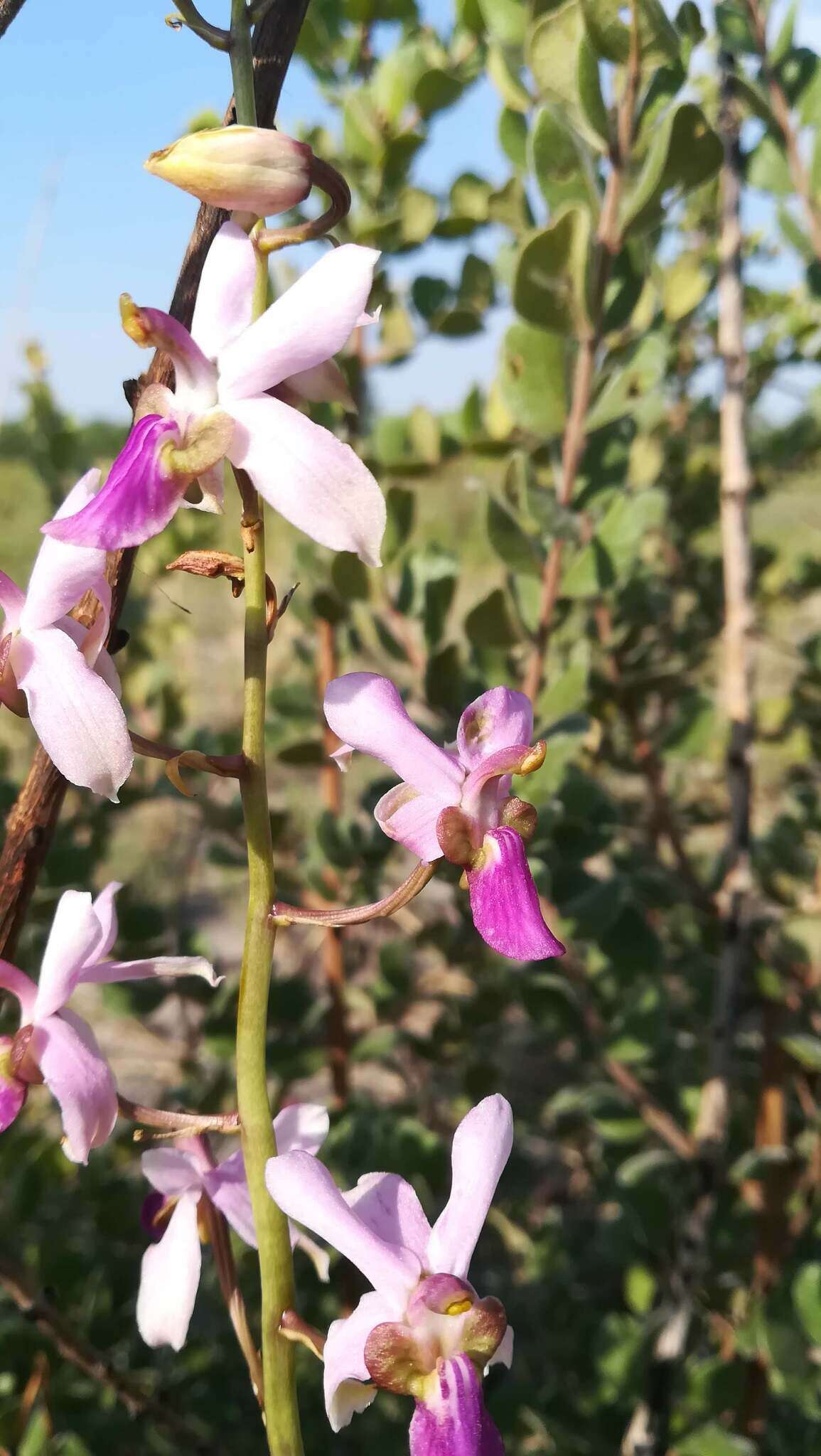 Image of Eulophia livingstoneana (Rchb. fil.) Summerh.