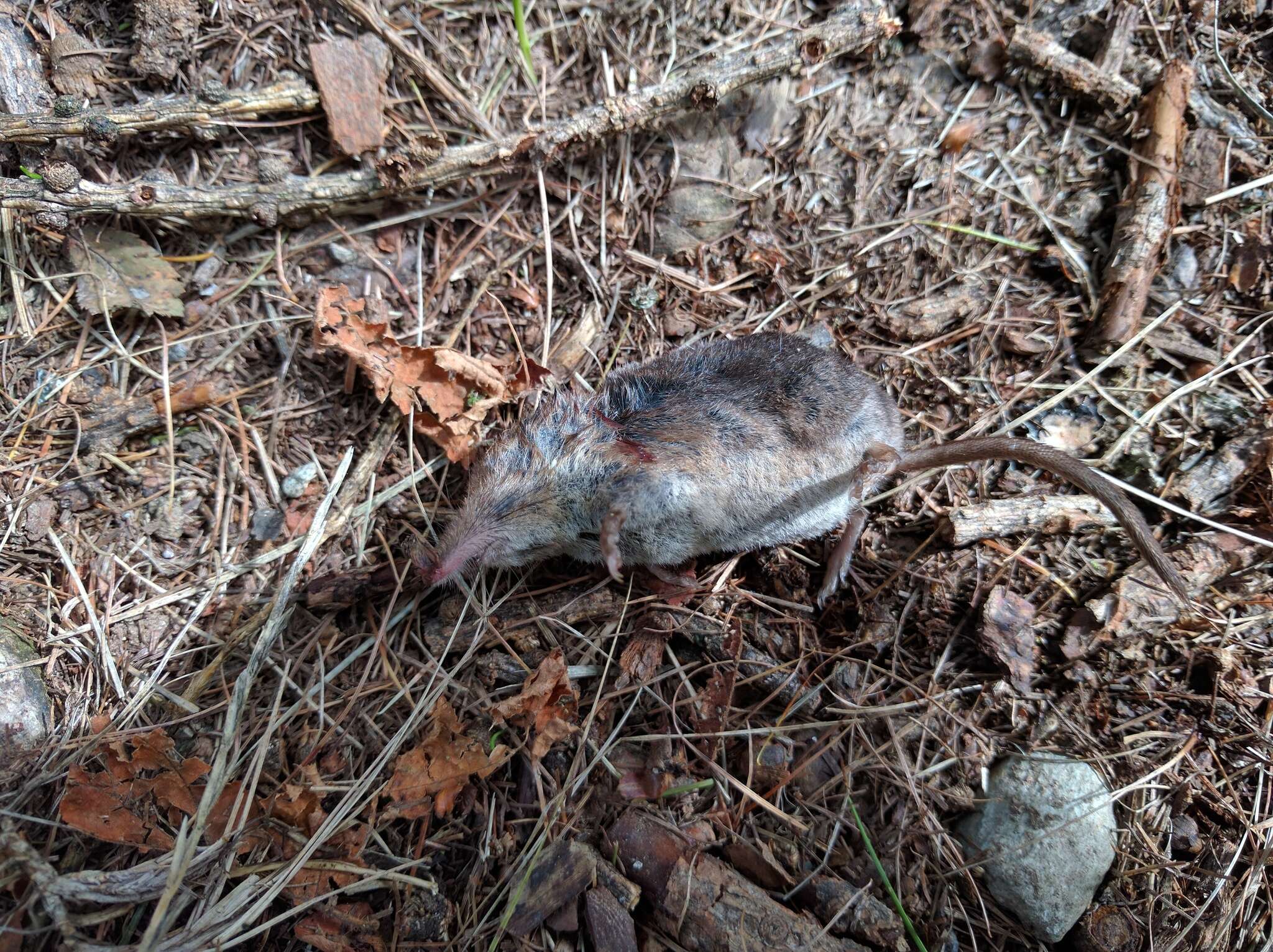 Image of VALAIS SHREW