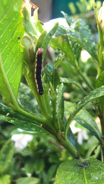 Image of Cephonodes kingii (Macleay W. S. (1826))