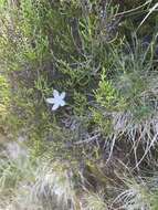 Image of Centaurium scilloides (L. fil.) Samp.