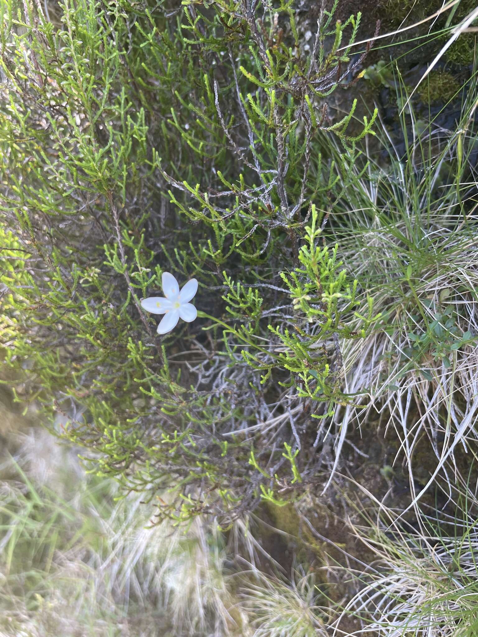 Image of Centaurium scilloides (L. fil.) Samp.