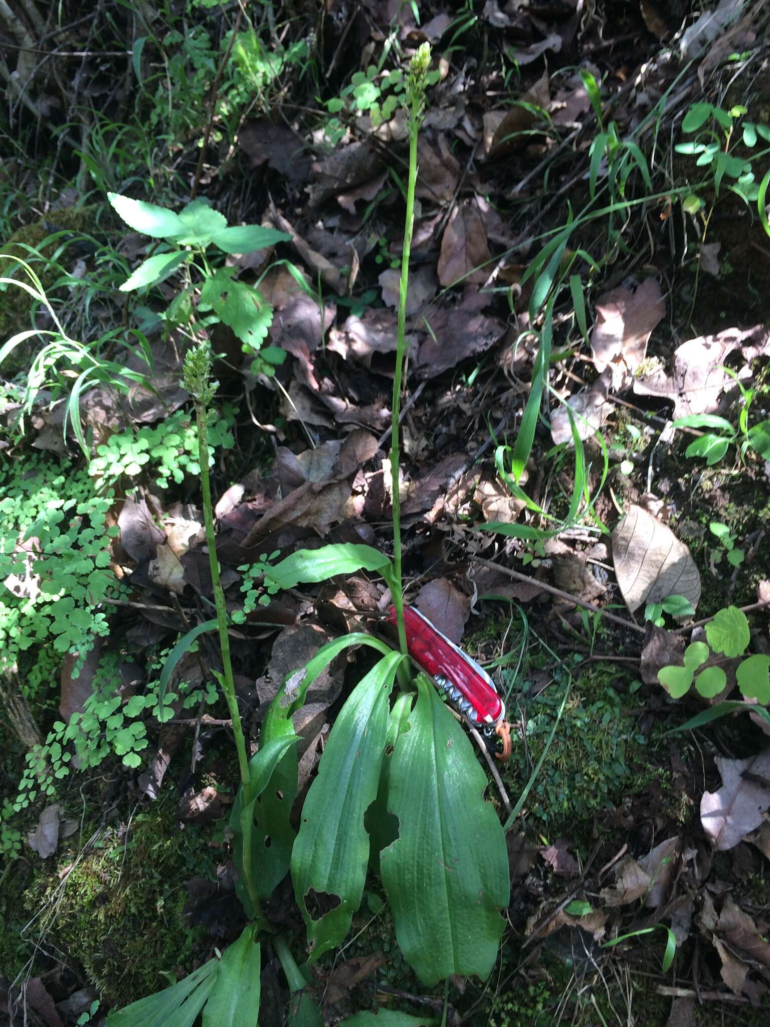 Plancia ëd Ponthieva mexicana (A. Rich. & Galeotti) Salazar