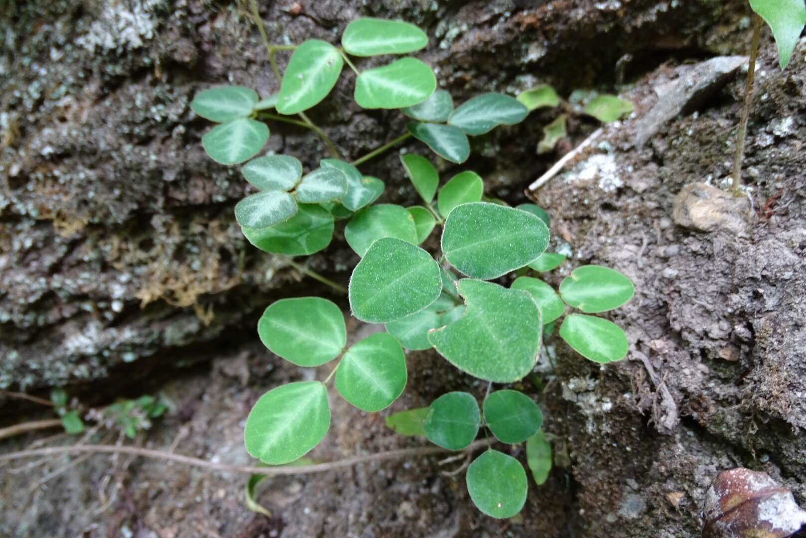 Image of <i>Dumasia villosa</i> subsp. <i>bicolor</i> DC.