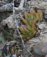 Image of Haworthia mucronata var. morrisiae (Poelln.) Poelln.