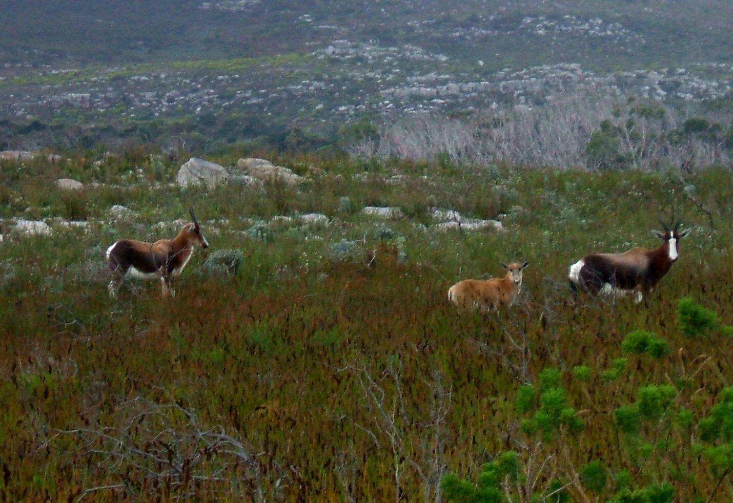 Image of Bontebok