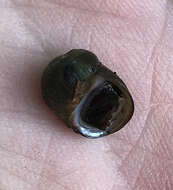 Image of Round Rocksnail