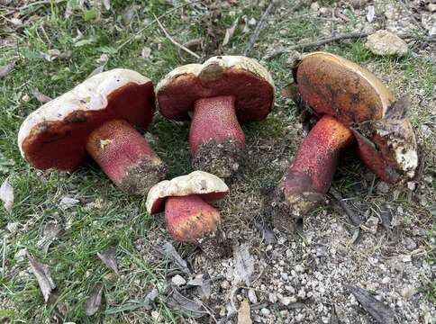 Image of ruddy bolete