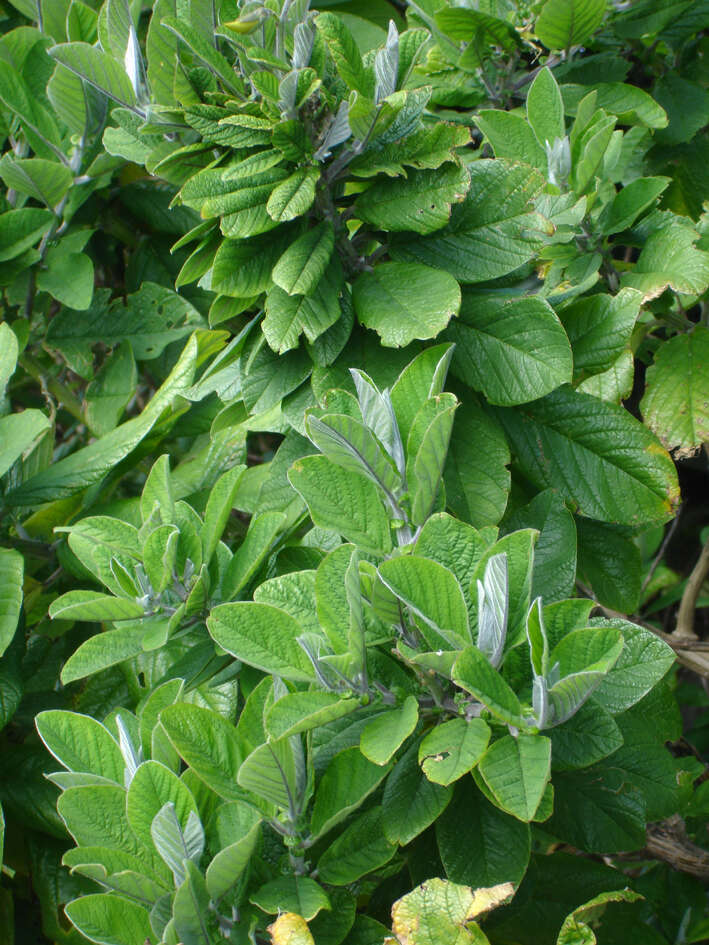 Image of Crotalaria beddomeana Thoth. & A. A. Ansari