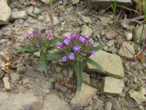 Image of Ziziphora capitata L.