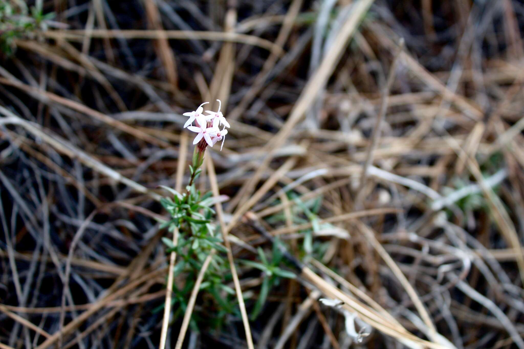 Image of Carphochaete pringlei (S. Wats.) Grashoff ex B. L. Turner