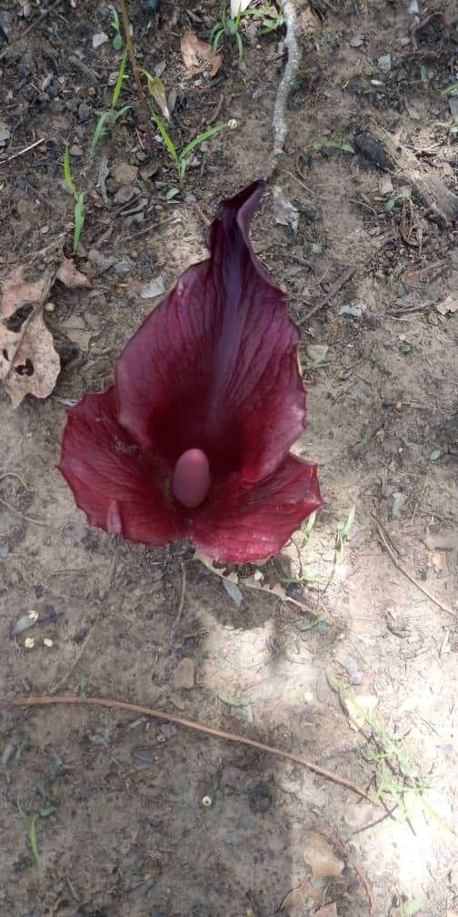 Image of Amorphophallus abyssinicus (A. Rich.) N. E. Br.