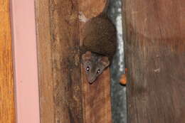 Image of Antechinus mysticus Baker, Mutton & Van Dyck 2012