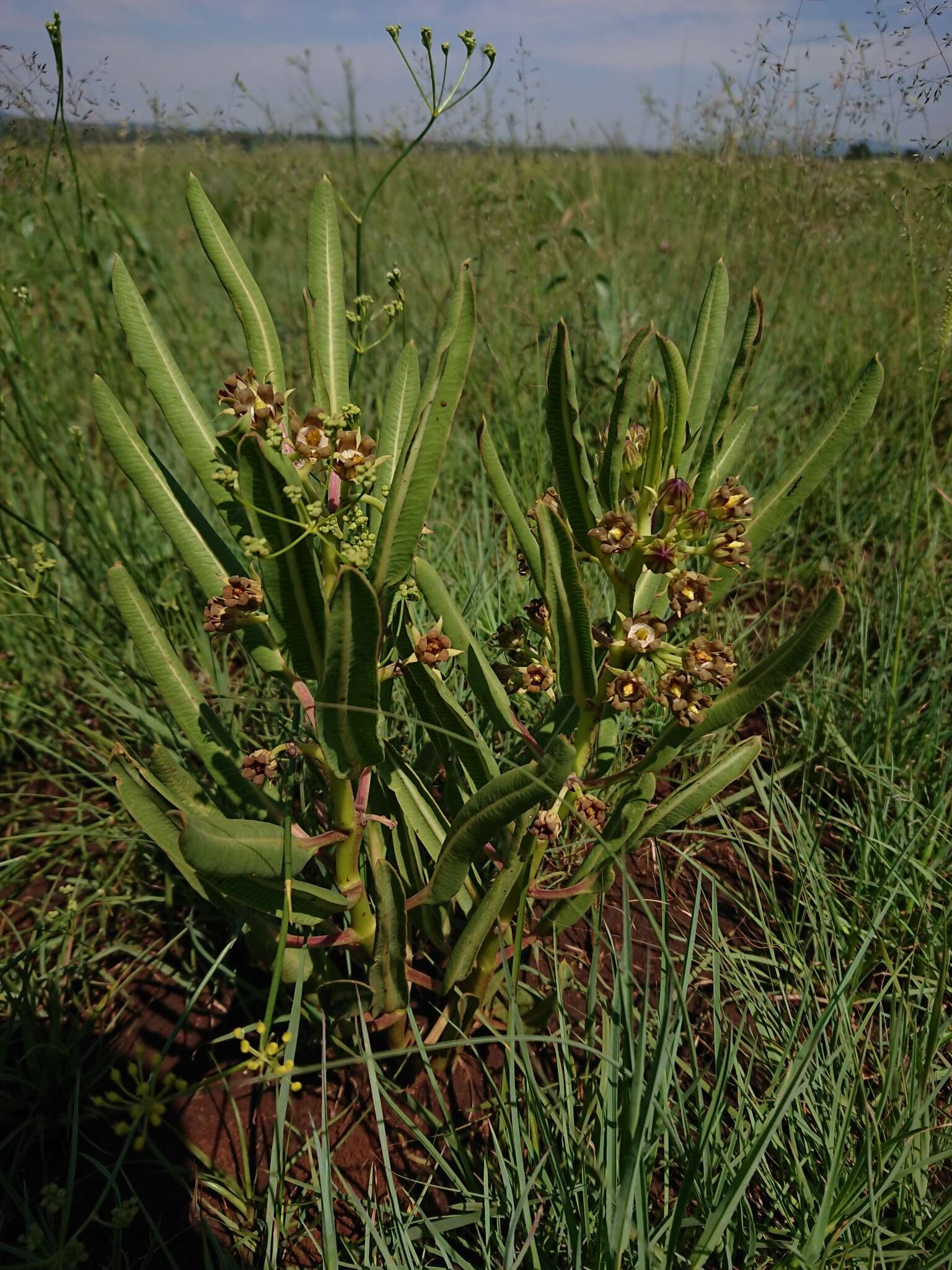 Image of Parapodium costatum E. Mey.