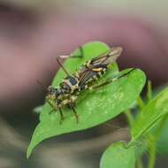 Image of Inara flavopicta Stål 1859