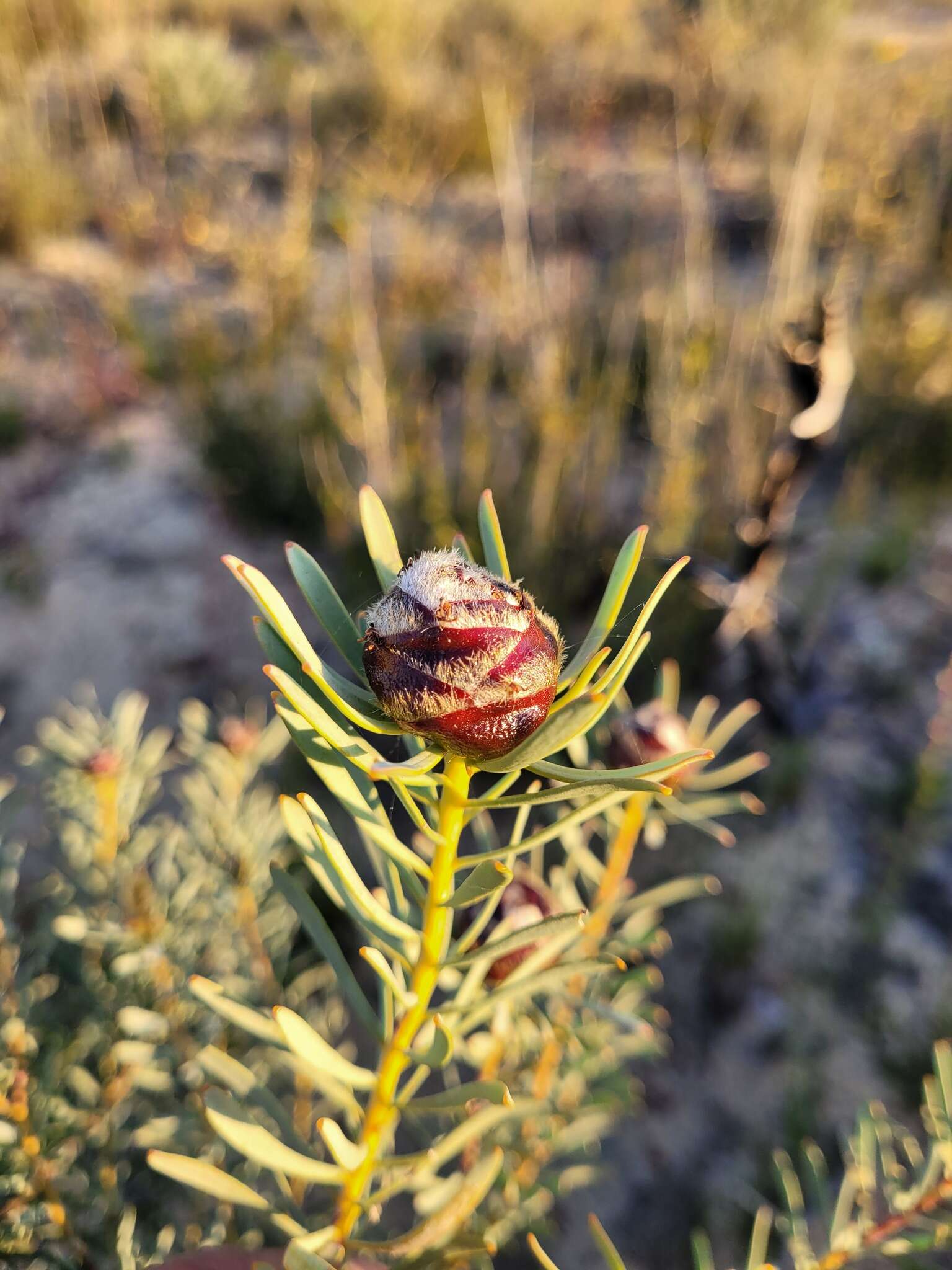 Image of Leucadendron sheilae I. J. M. Williams