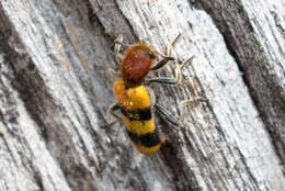 Image of Trichodes bibalteatus Le Conte 1858