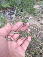 Слика од Centaurea borysthenica Gruner