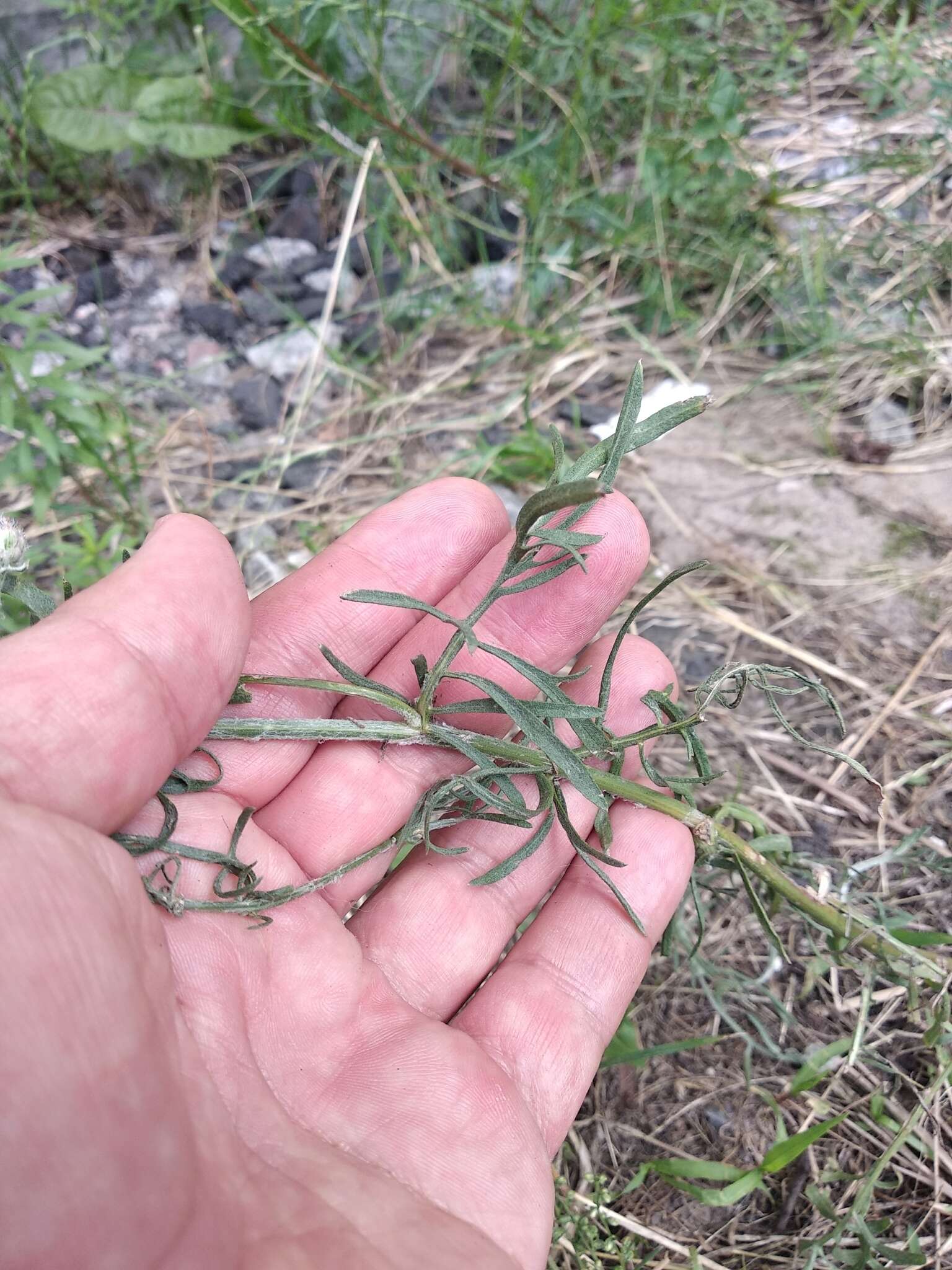 Слика од Centaurea borysthenica Gruner