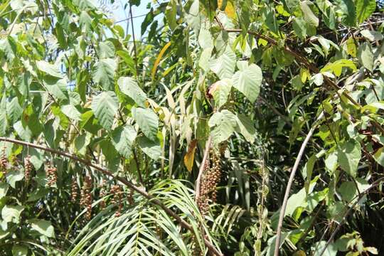 Image of Alchornea cordifolia (Schumach. & Thonn.) Müll. Arg.