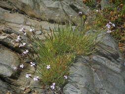 Image of Dianthus pyrenaicus Pourret