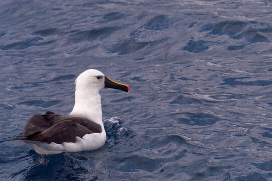 Image of Atlantic Yellow-nosed Albatross