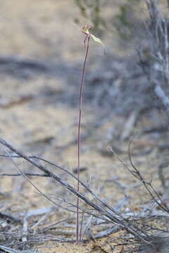 Image of Purple-veined spider orchid