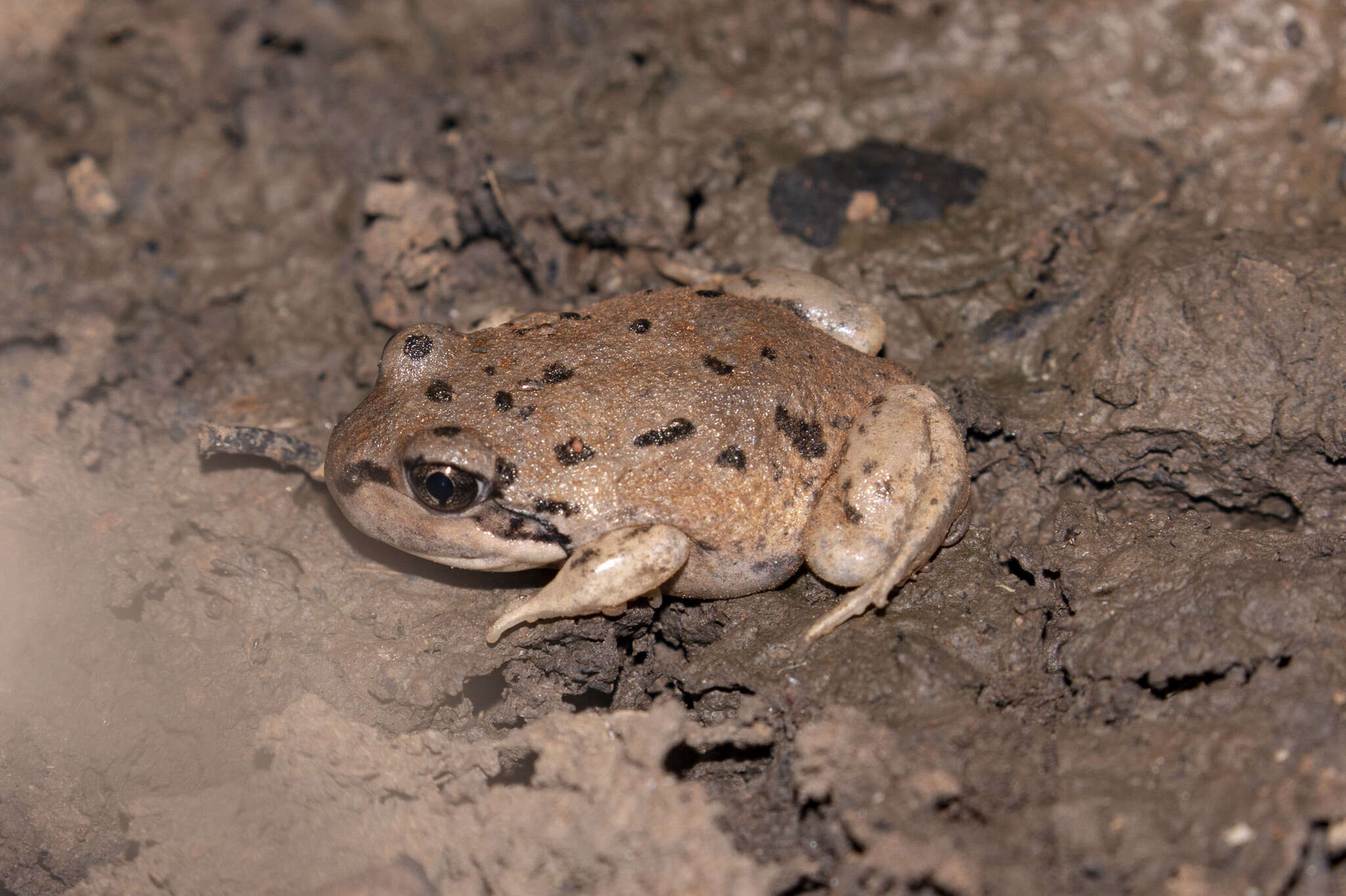 Image of Giant Banjo Frog