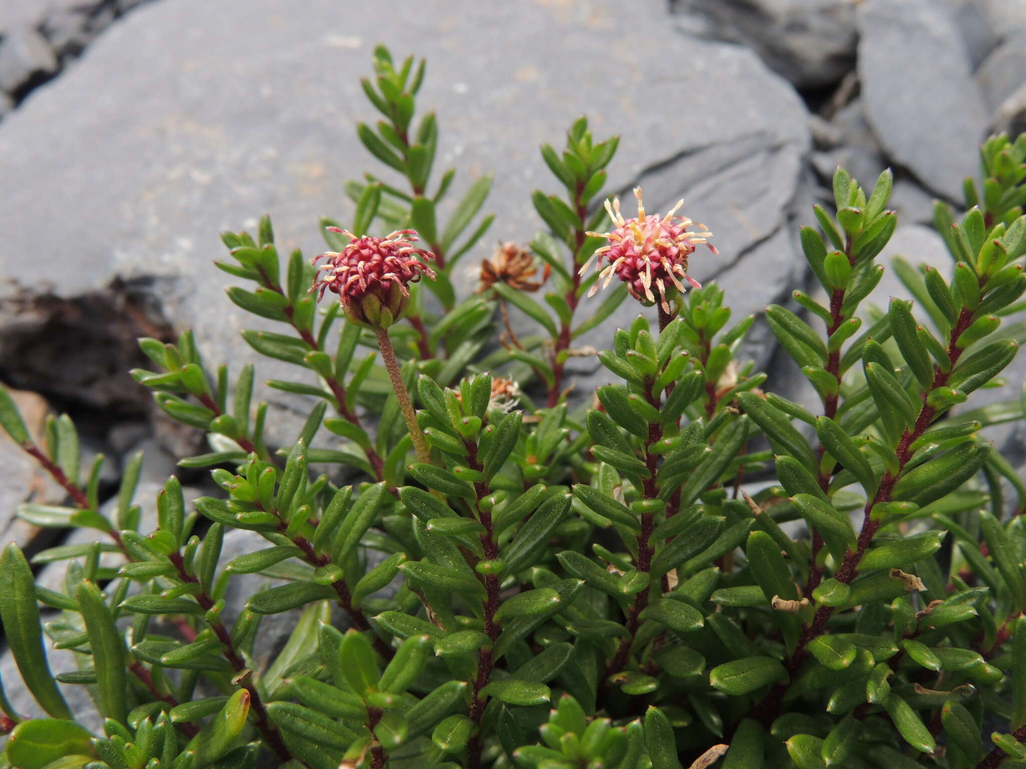 Image of Baccharis nivalis (Wedd.) Sch. Bip.