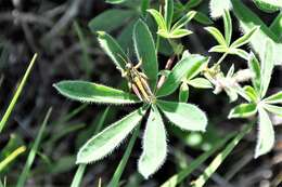 Image of Cascade Timberline Grasshopper