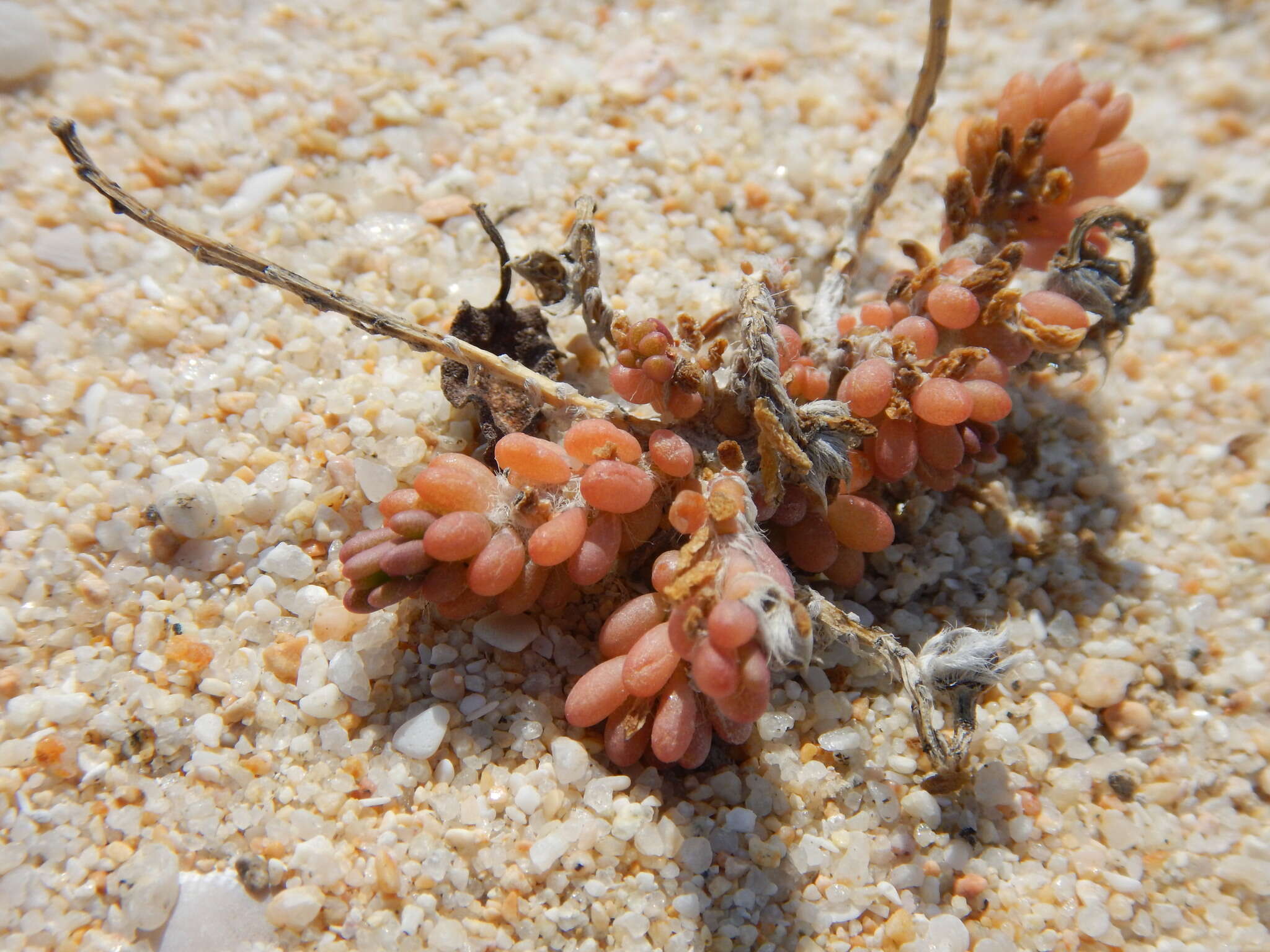 Portulaca californica D. Legrand resmi