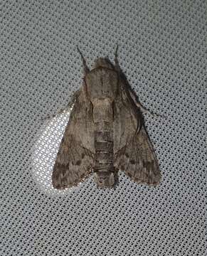 صورة Cautethia noctuiformis (Walker 1856)