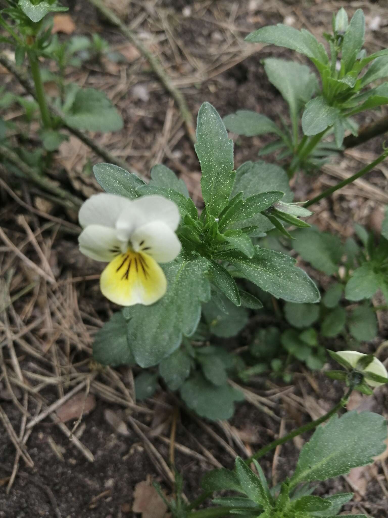 Image of hybrid violet