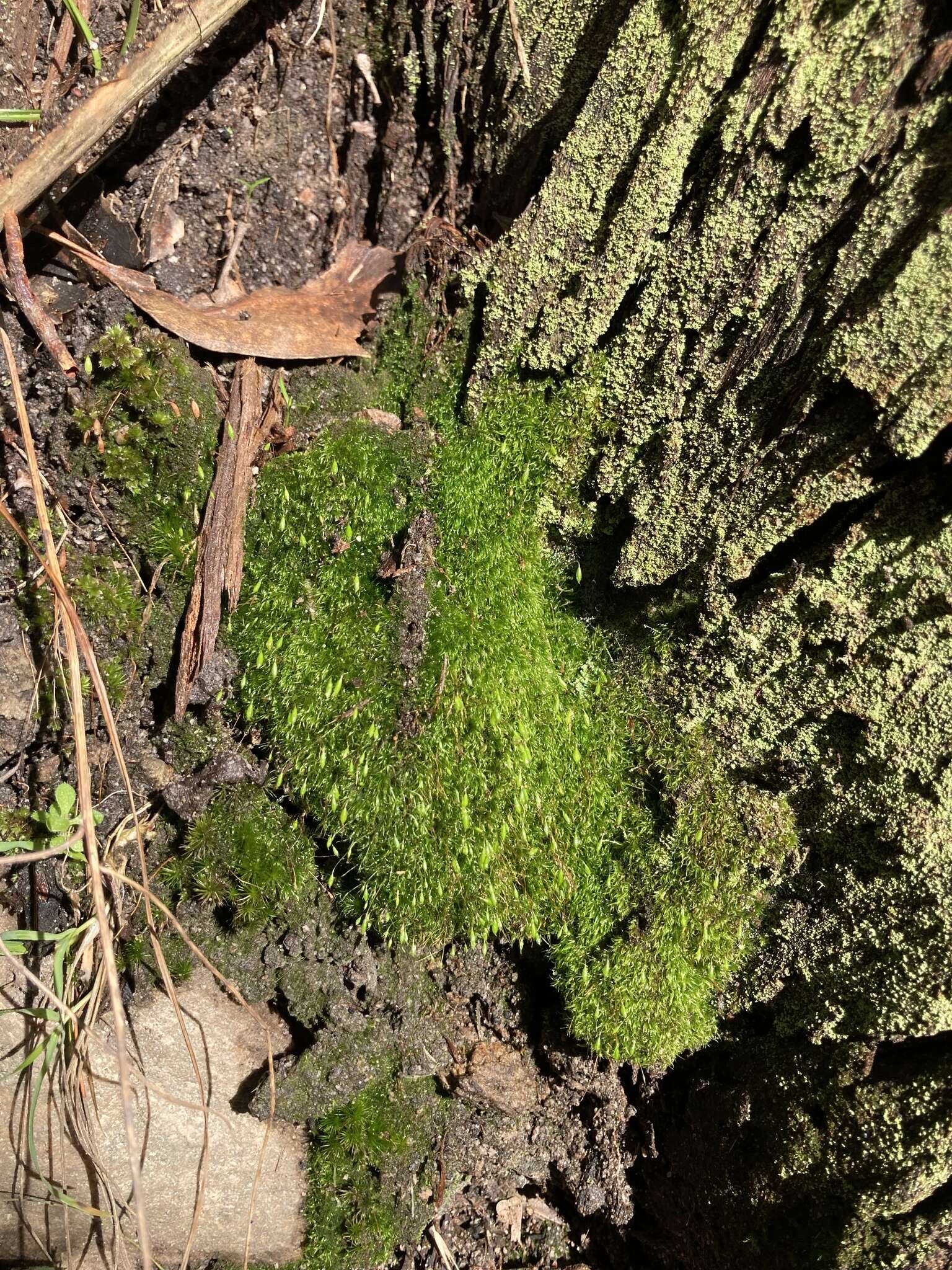 Image of orthodontium moss