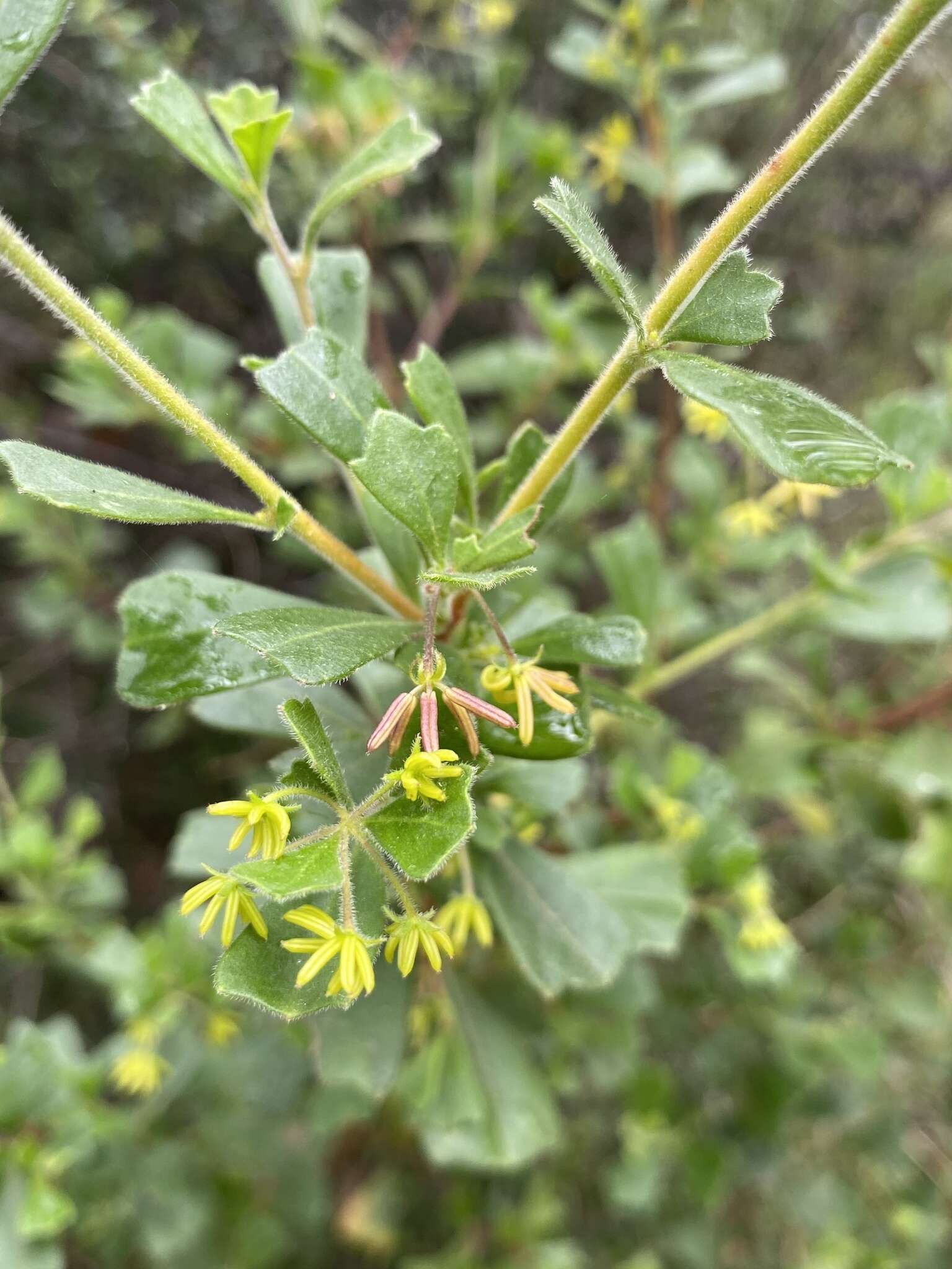 Image de Dodonaea triangularis Lindl.