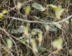 Image of Rusty-bellied shortwing