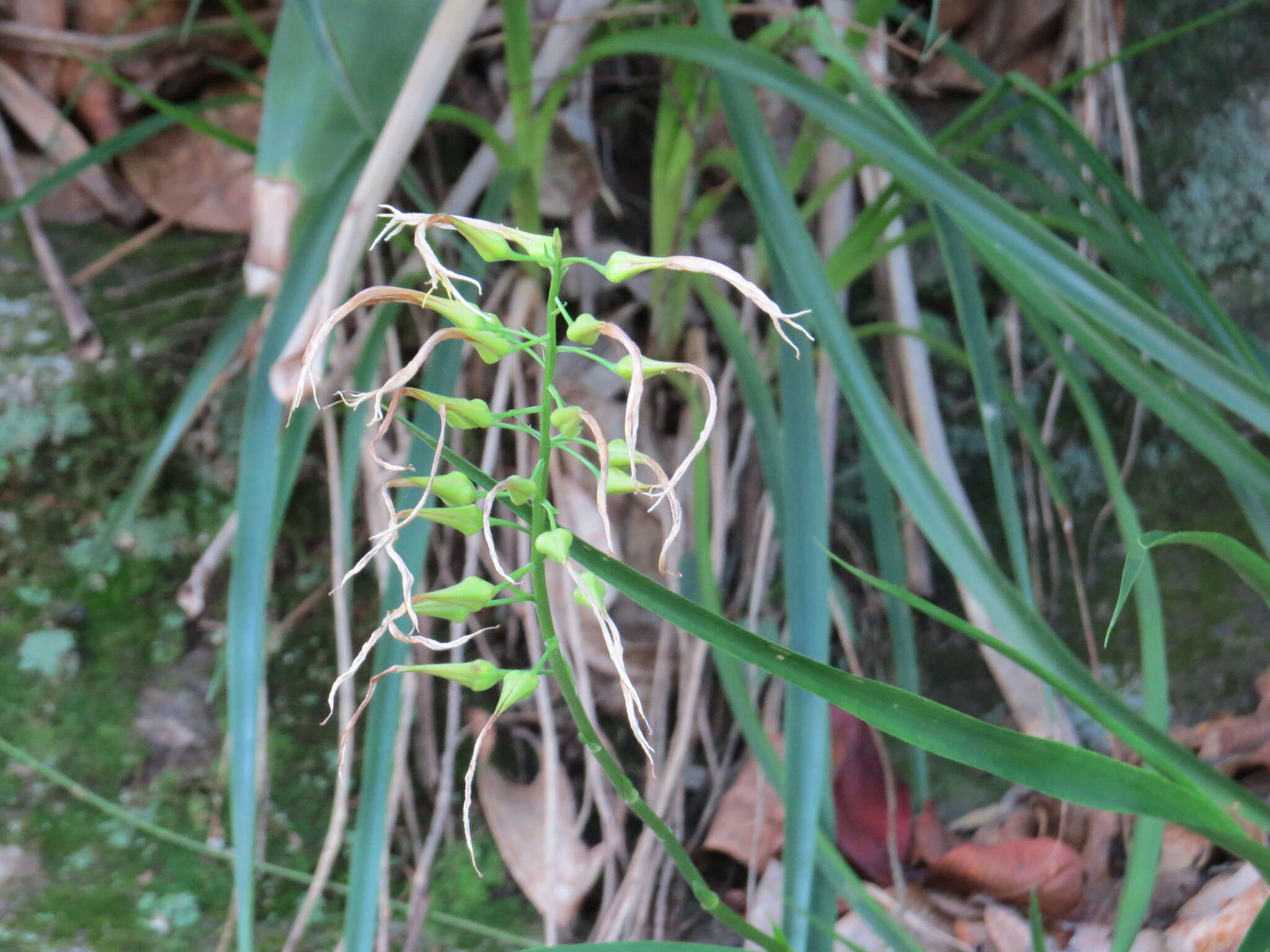 Image of Pitcairnia albiflos Herb.